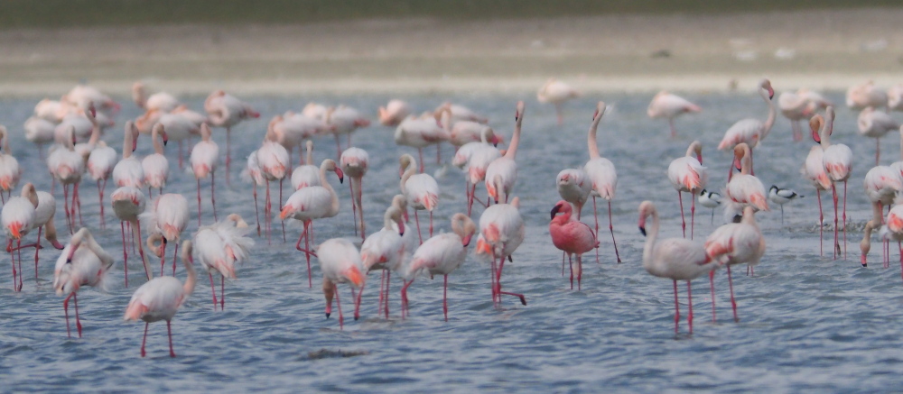 Küçük Flamingo