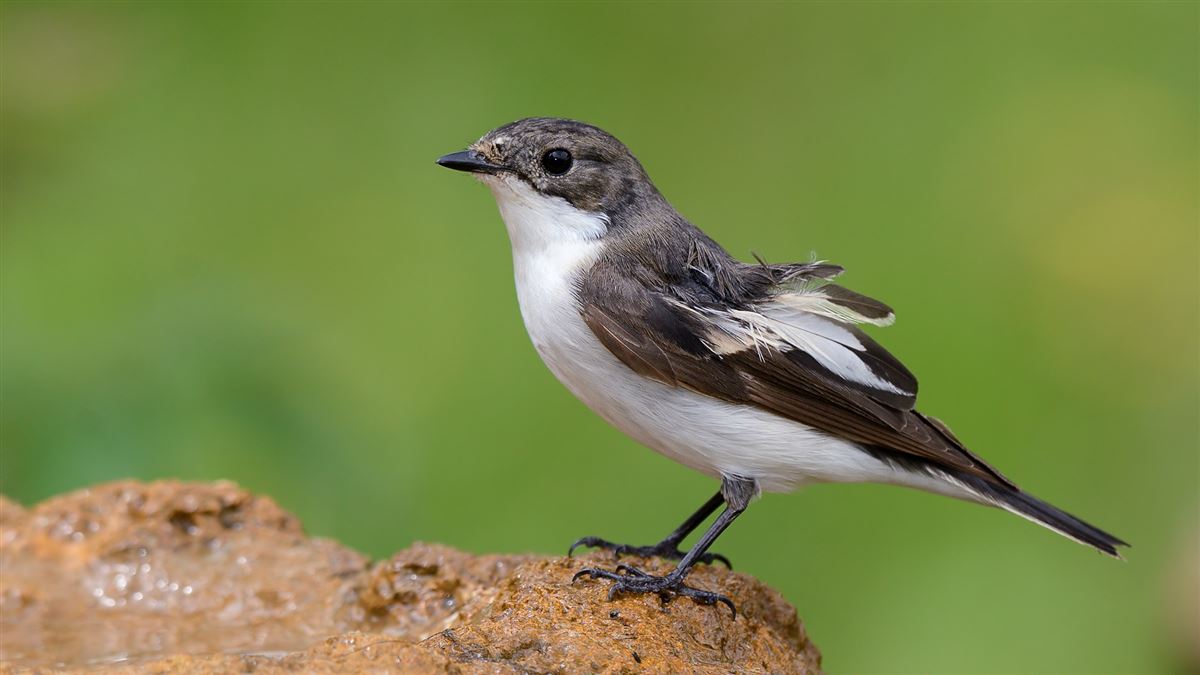 European Pied Flycatcher