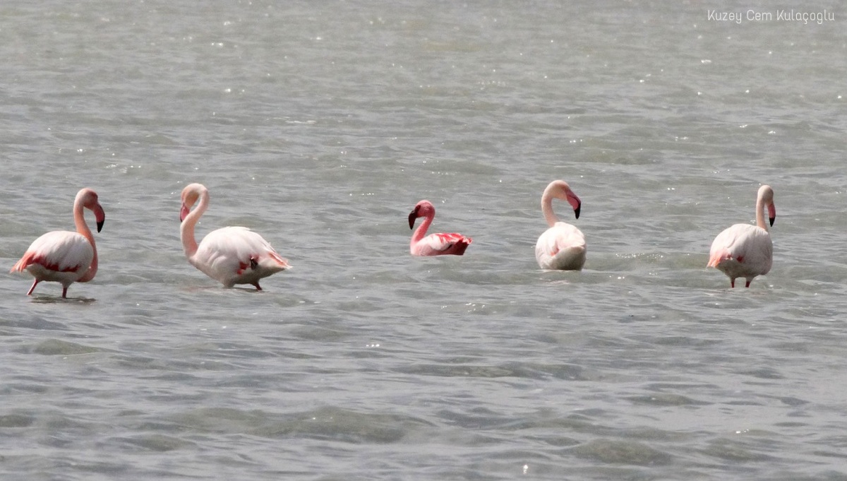 Küçük Flamingo