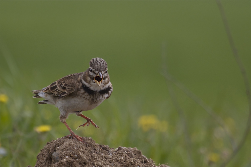 Boğmaklı Toygar