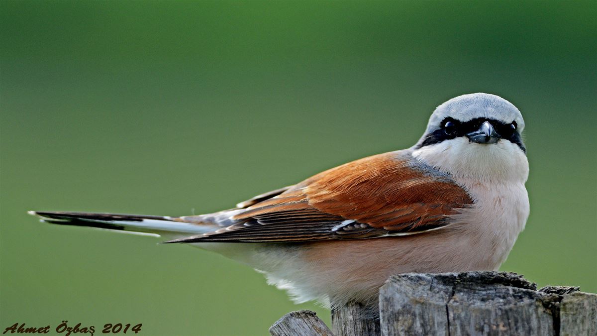 Kızılsırtlı Örümcekkuşu