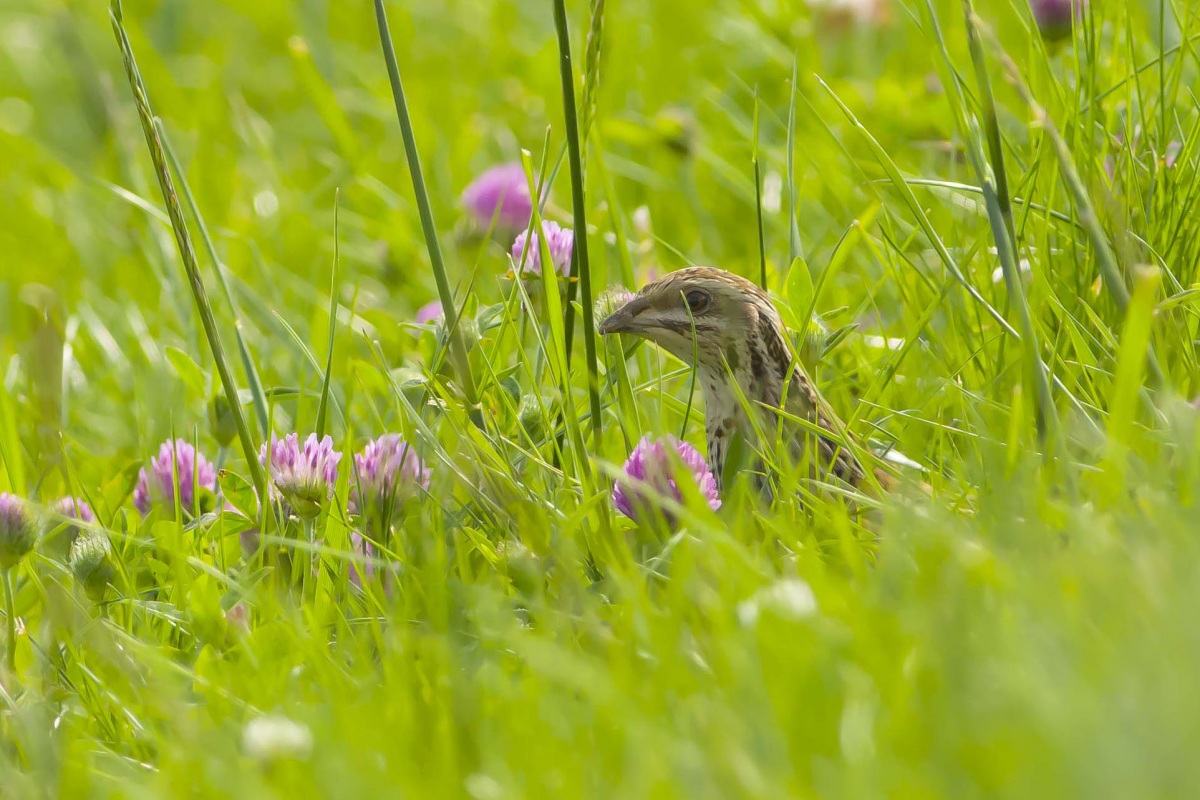 Common Quail