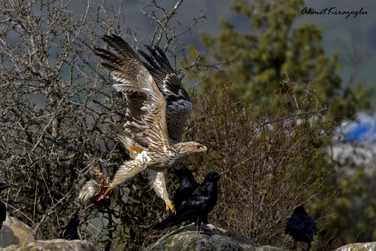 Şah Kartal
