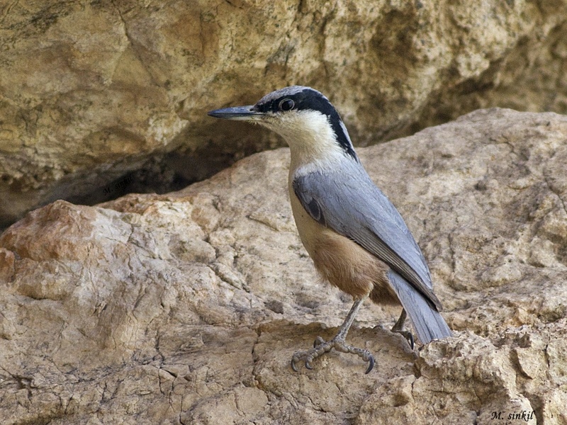 Eastern Rock Nuthatch