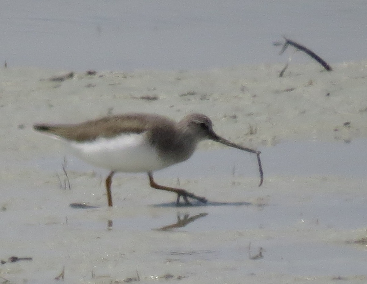 Terek Sandpiper