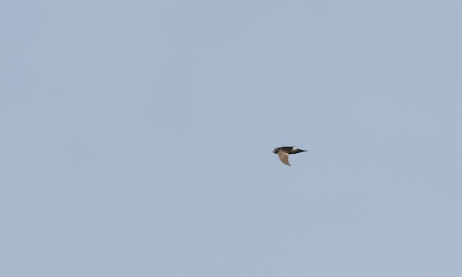 Little Swift