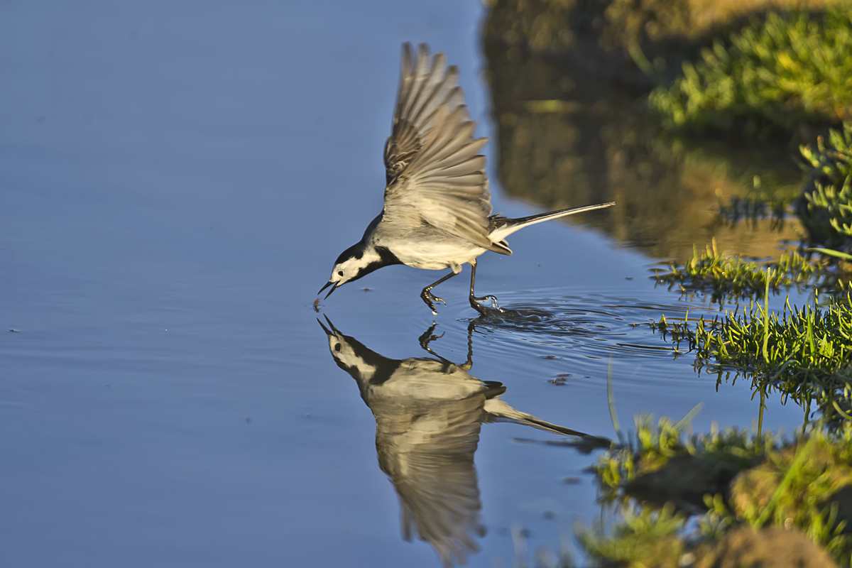 Ak Kuyruksallayan
