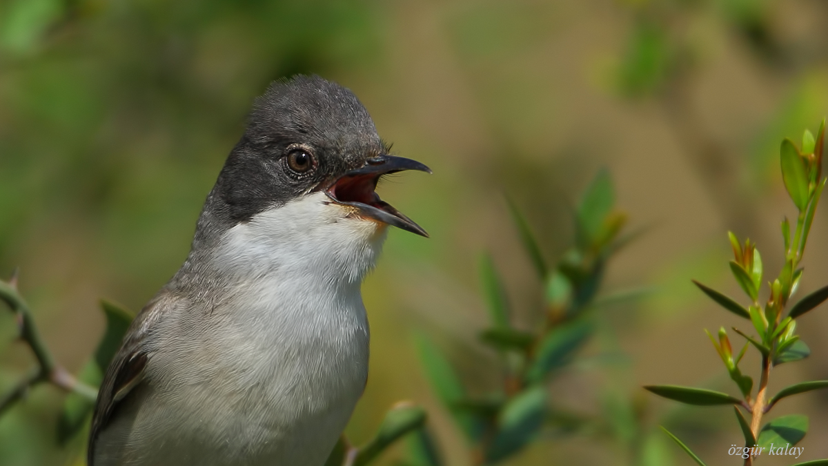 Eastern Orphean Warbler