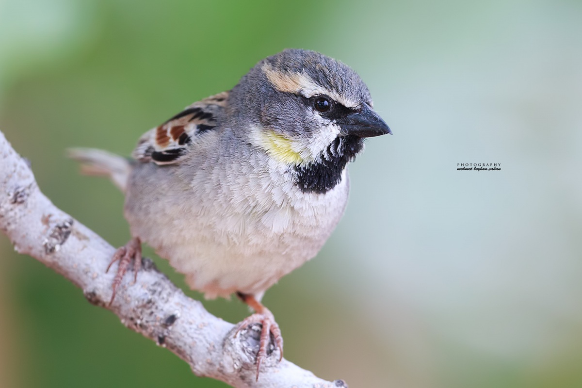 Dead Sea Sparrow