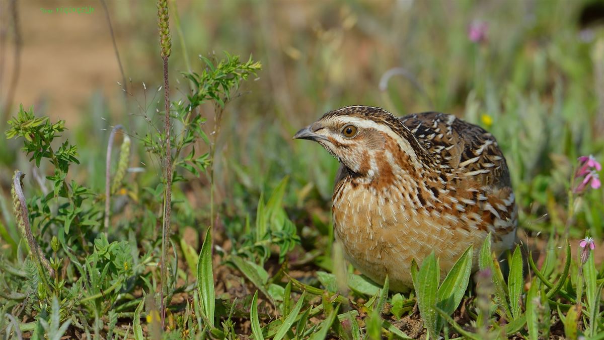 Common Quail