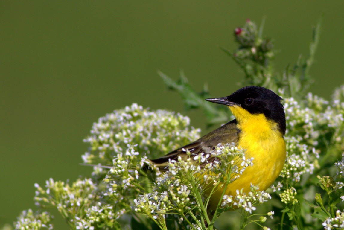 Sarı Kuyruksallayan