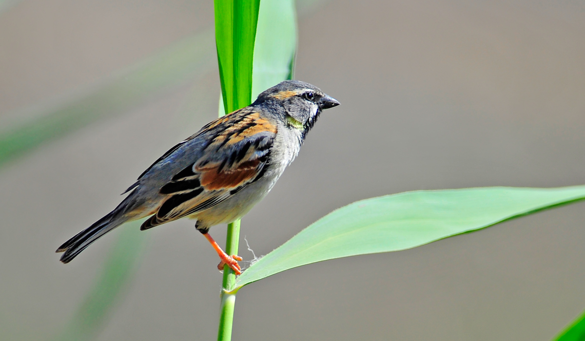 Dead Sea Sparrow