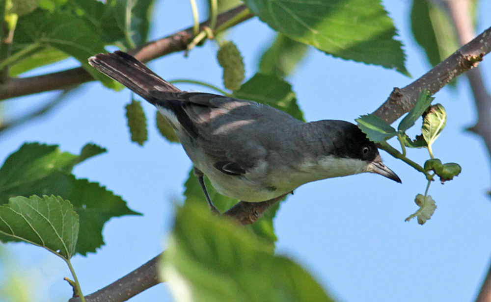 Eastern Orphean Warbler