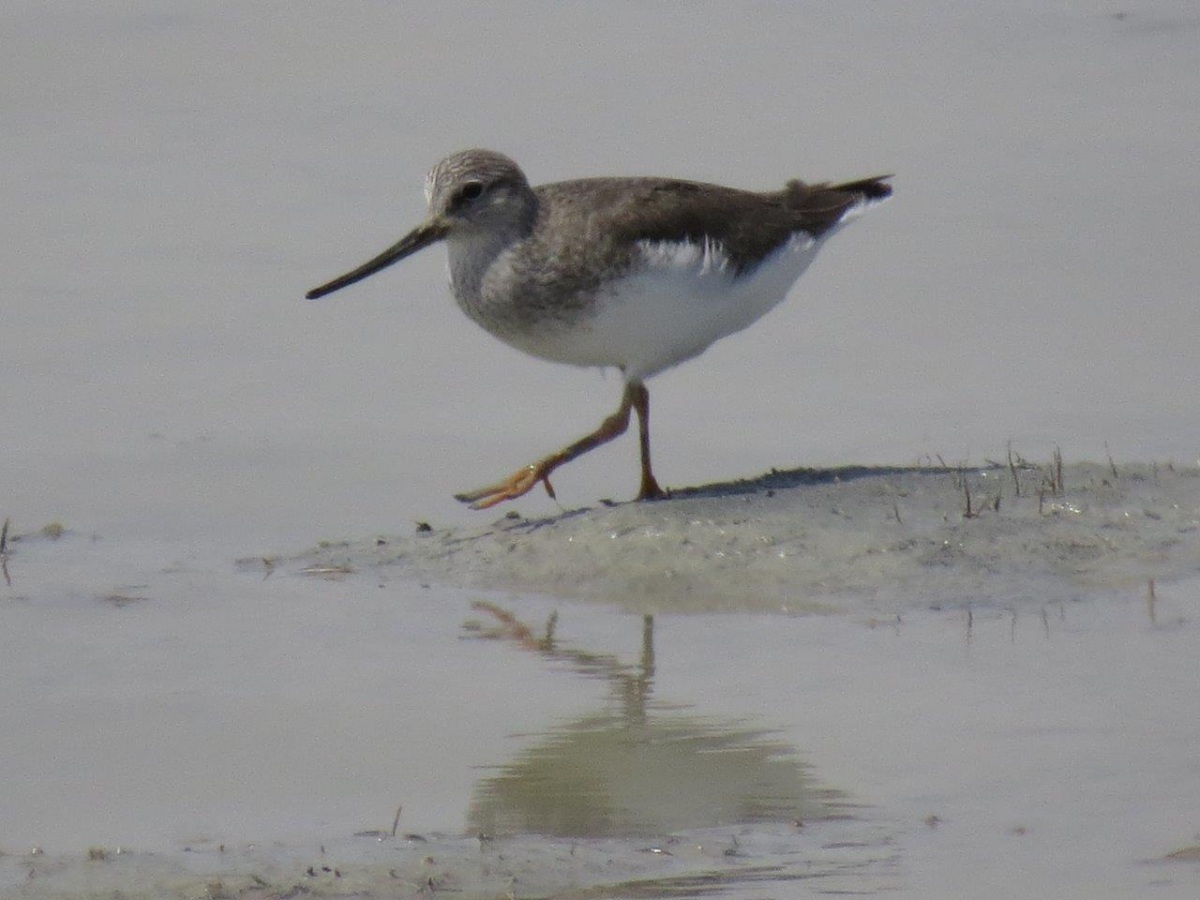 Terek Sandpiper