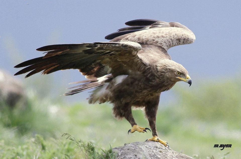 Küçük Orman Kartalı