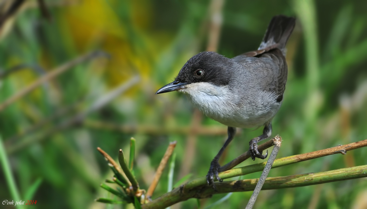 Eastern Orphean Warbler