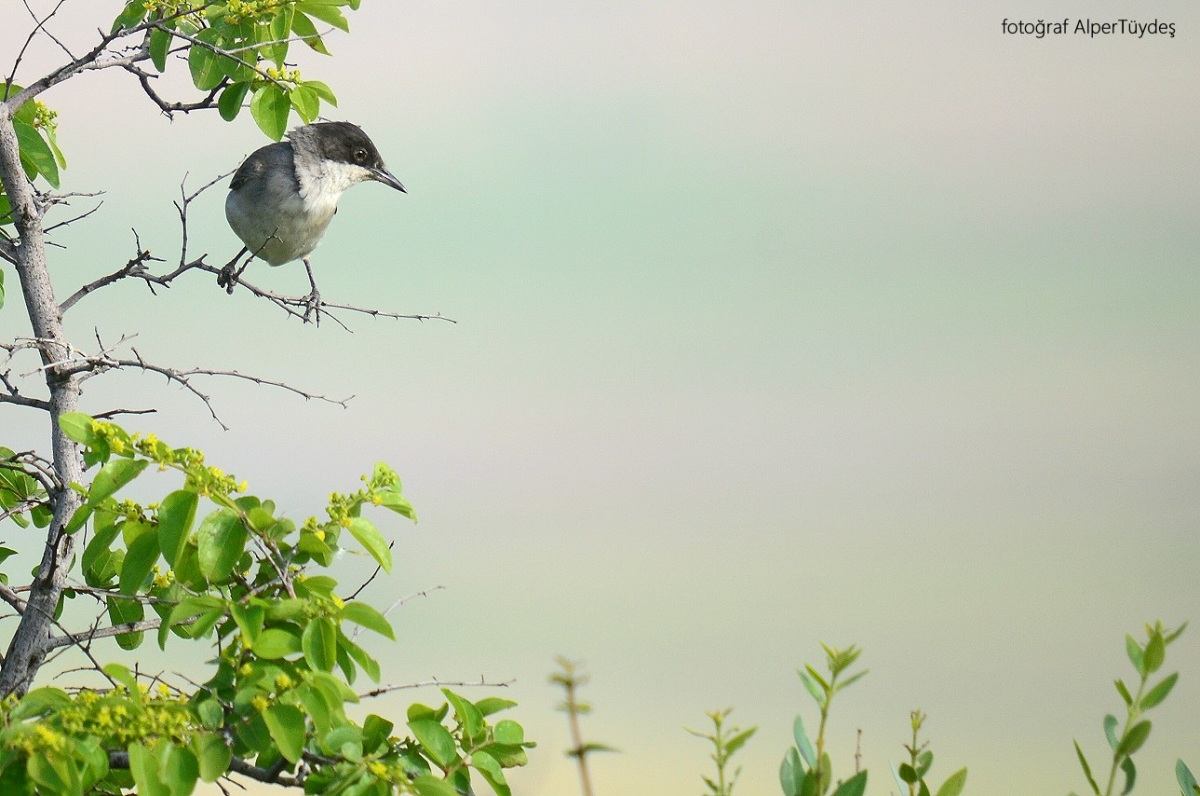 Eastern Orphean Warbler