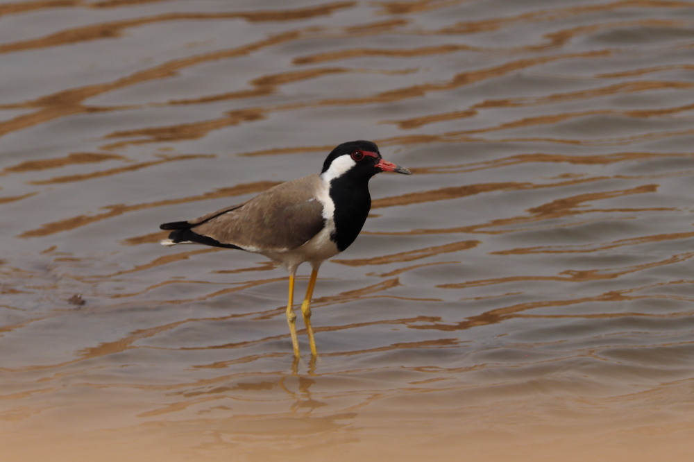 Red-wattled Lapwing