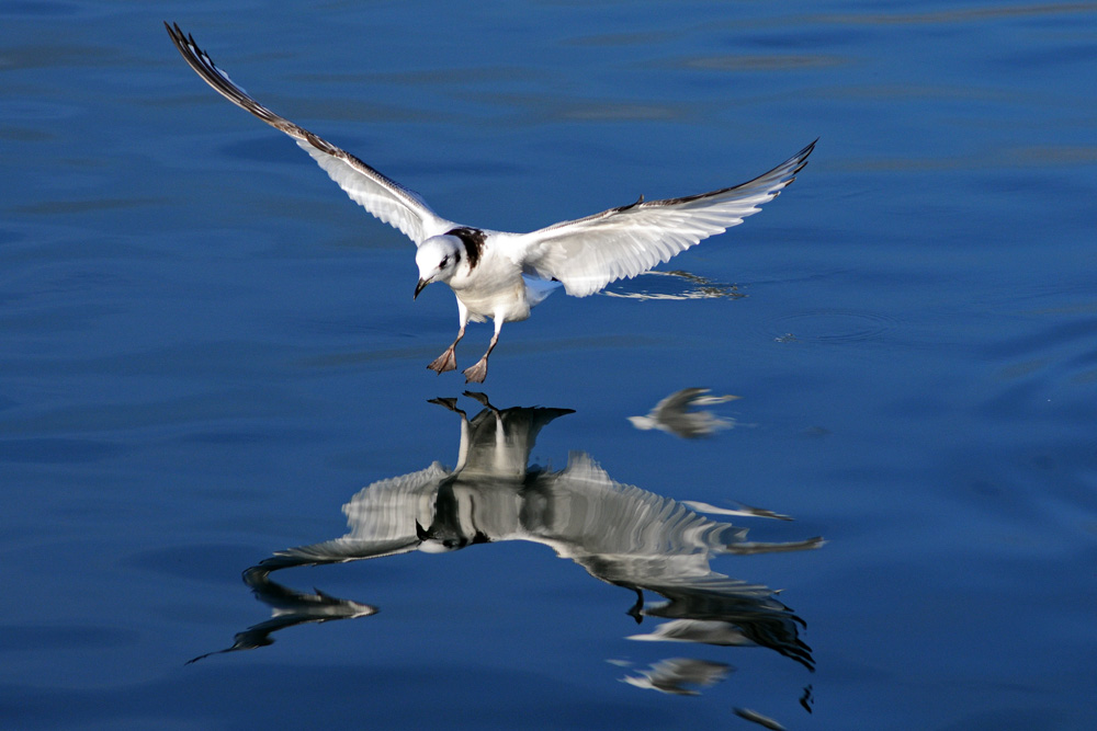 Black-legged Kittiwake
