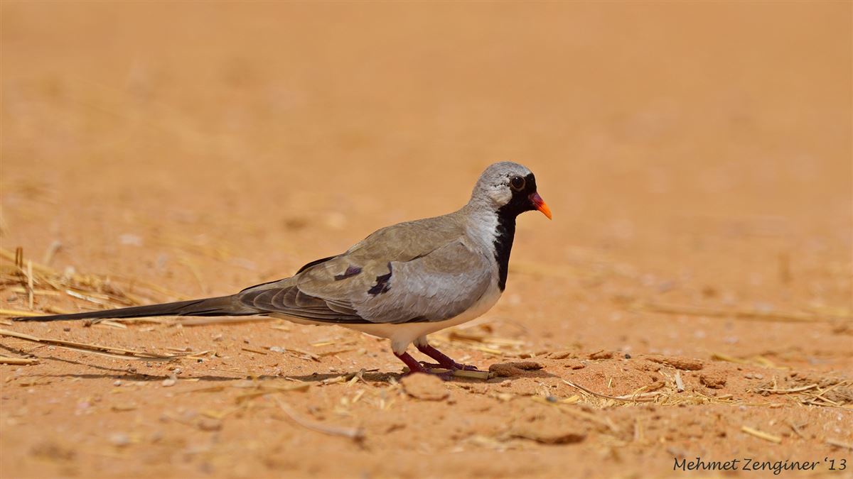 Namaqua Dove