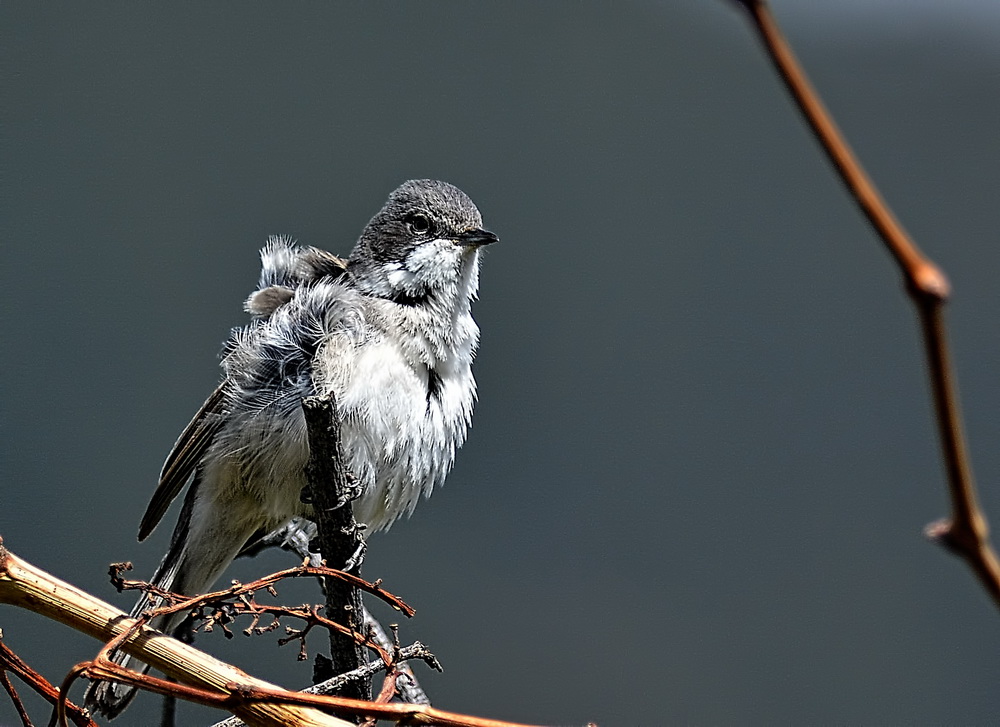 Eastern Orphean Warbler
