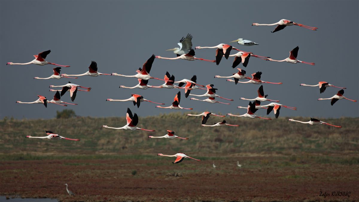 Flamingo