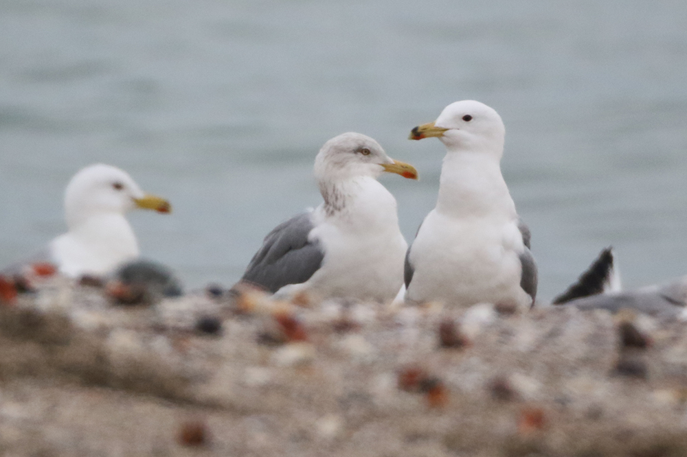 European Herring Gull