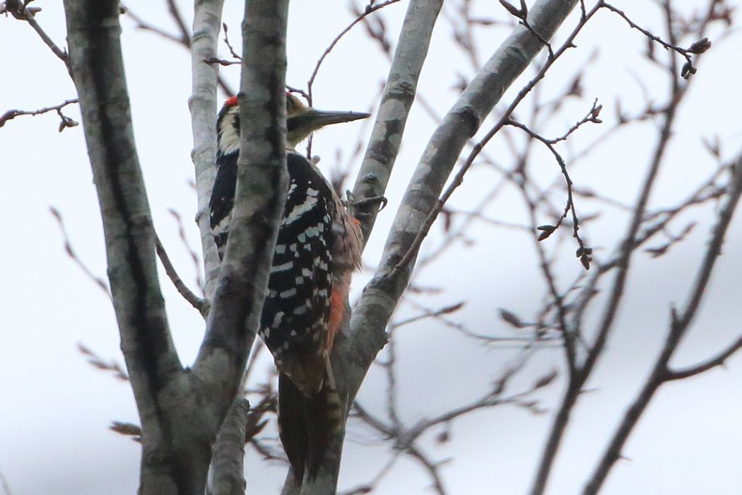 White-backed Woodpecker