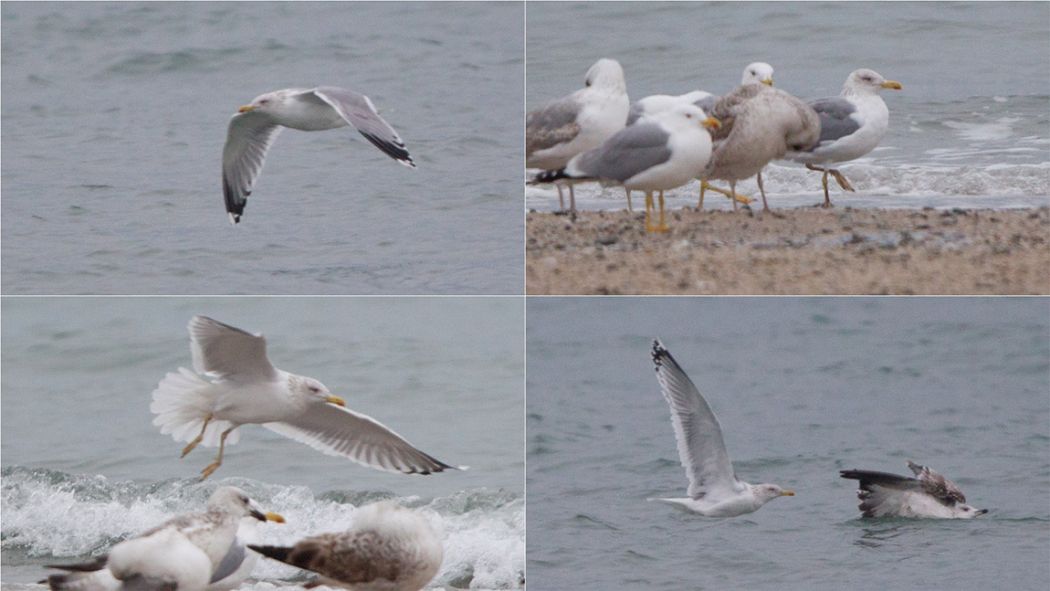 European Herring Gull