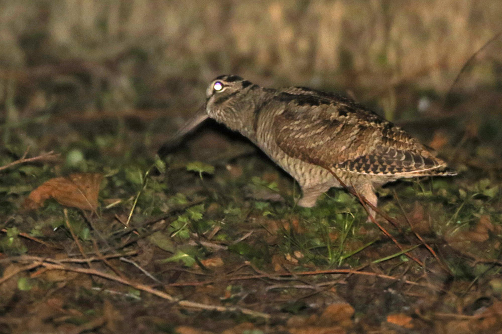 Eurasian Woodcock