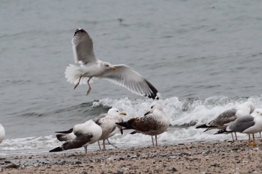 European Herring Gull