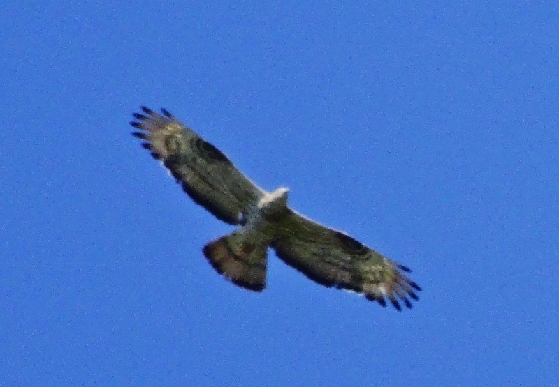 Arı Şahini