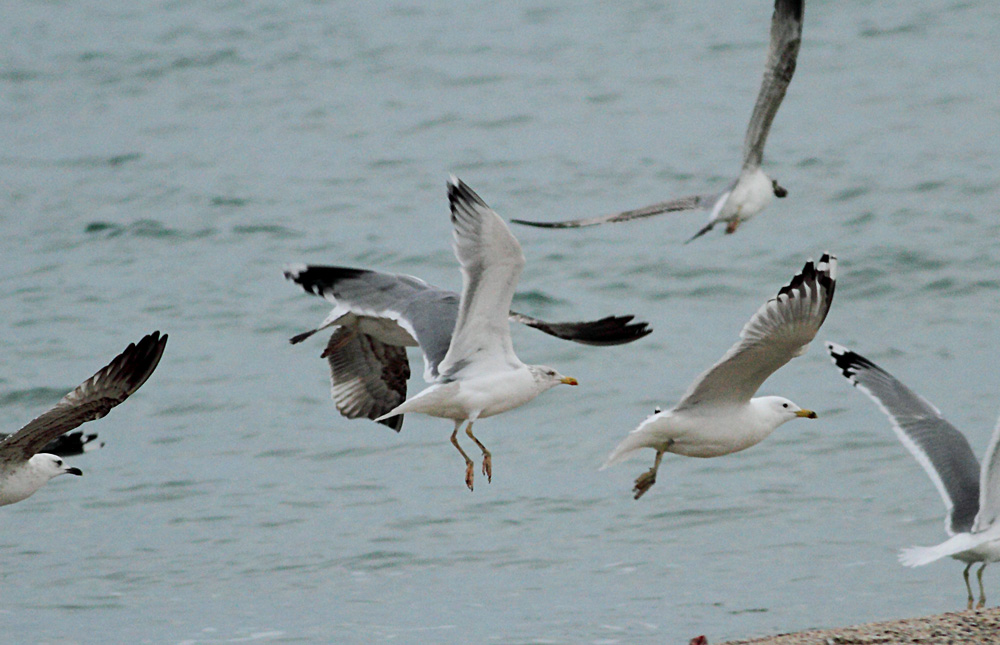 European Herring Gull