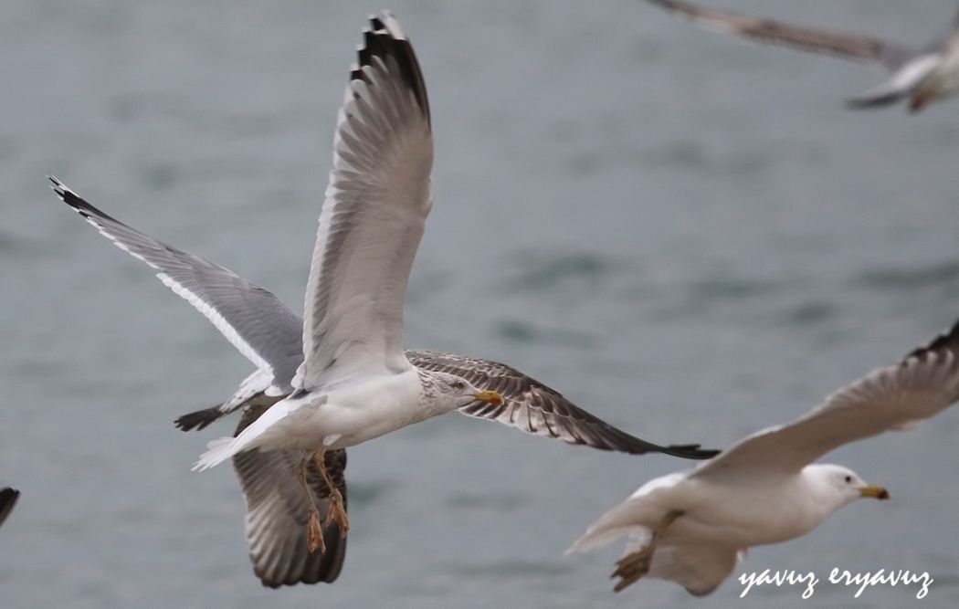 European Herring Gull