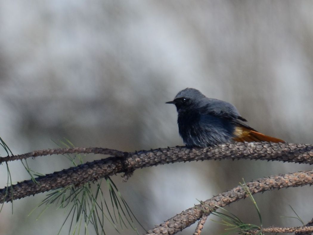 Black Redstart