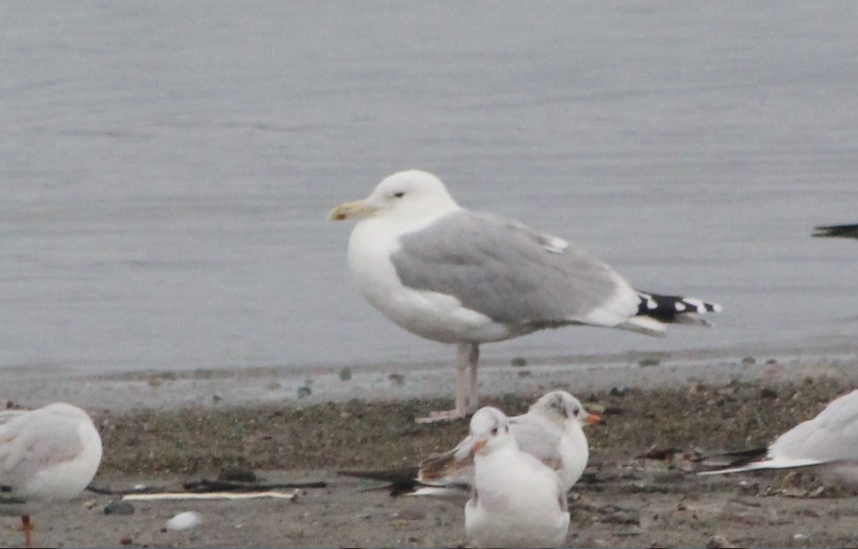 Caspian Gull
