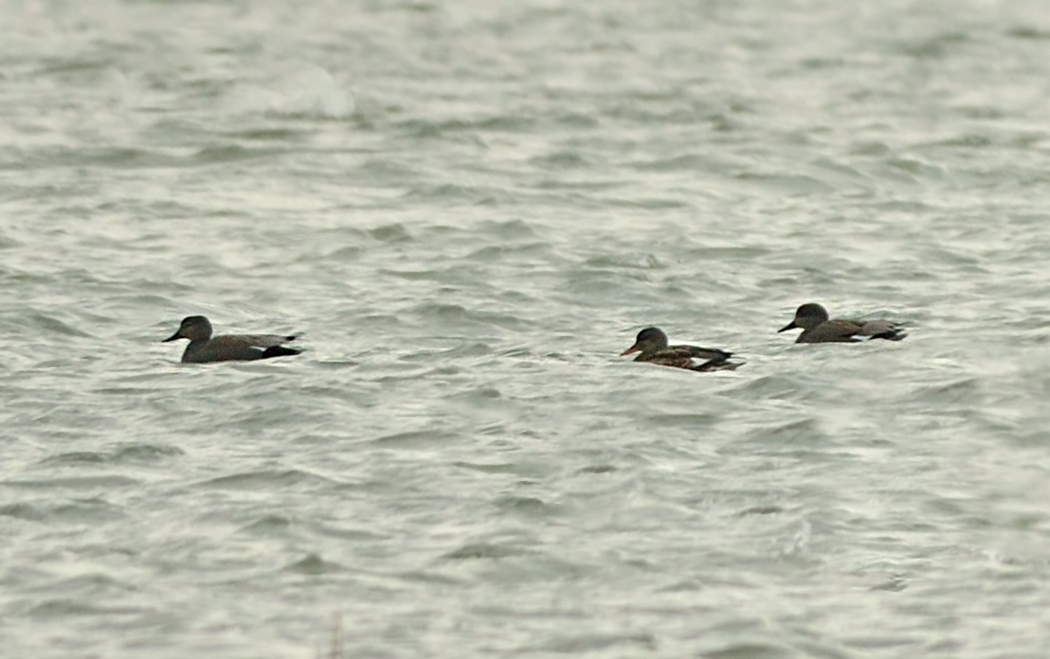 Gadwall