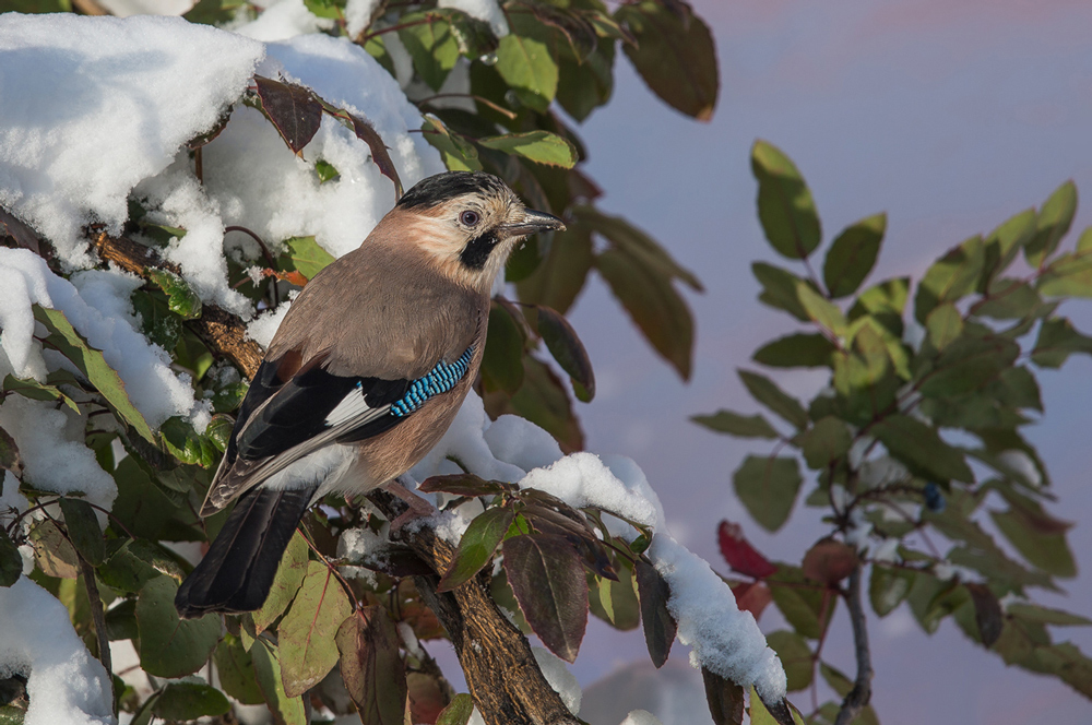 Eurasian Jay