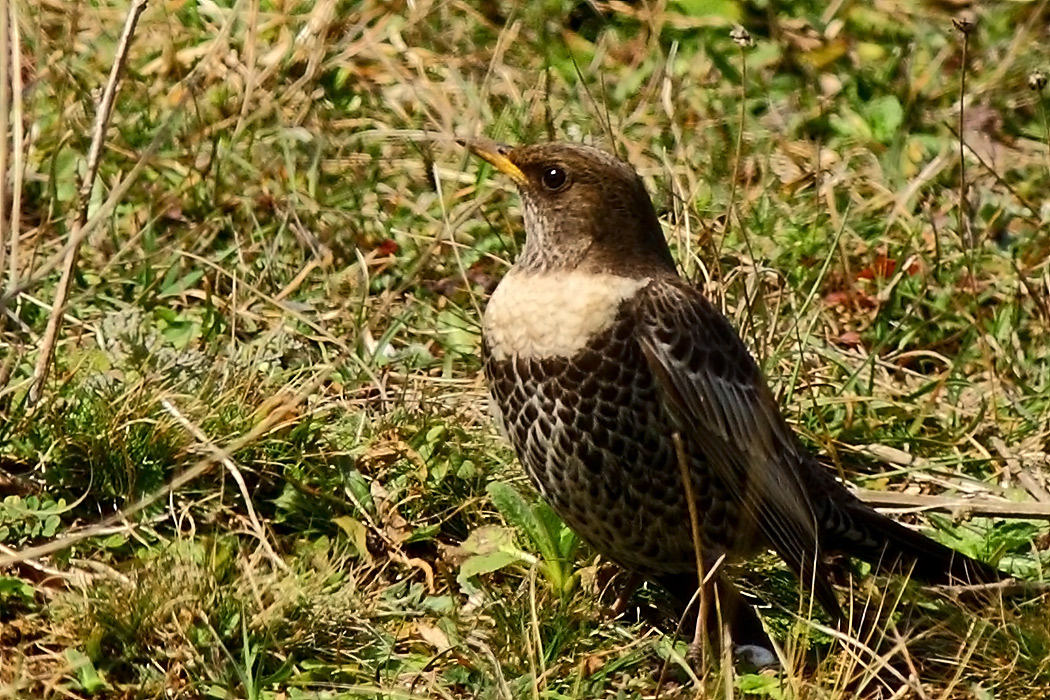 Ring Ouzel