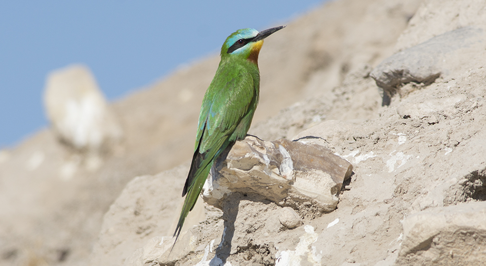 Blue-cheeked Bee-eater