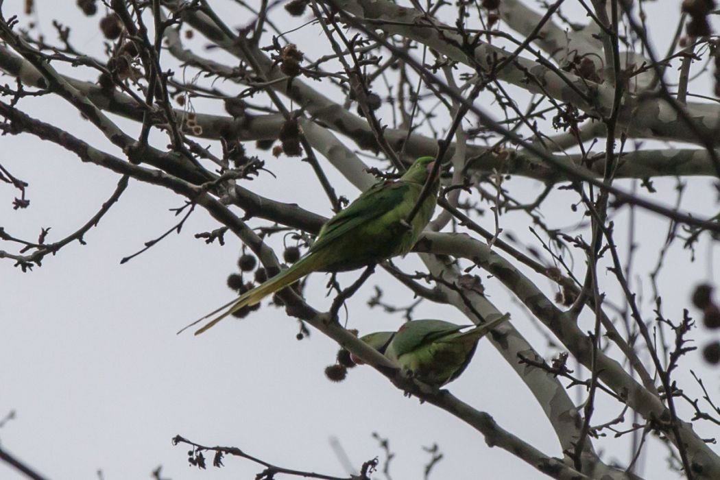 Alexandrine Parakeet