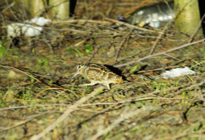 Eurasian Woodcock