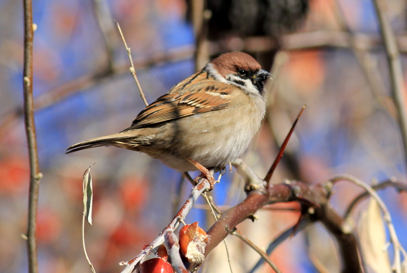 Eurasian Tree Sparrow