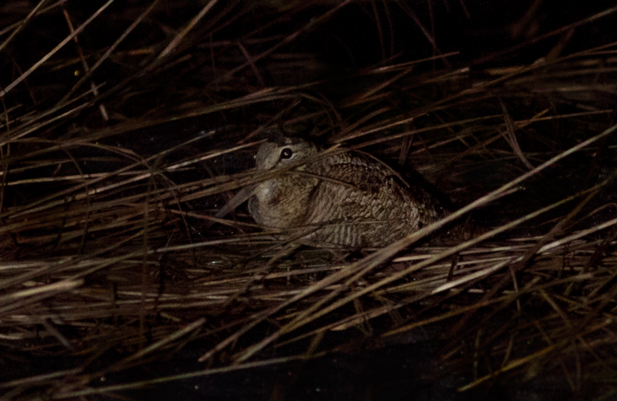 Eurasian Woodcock