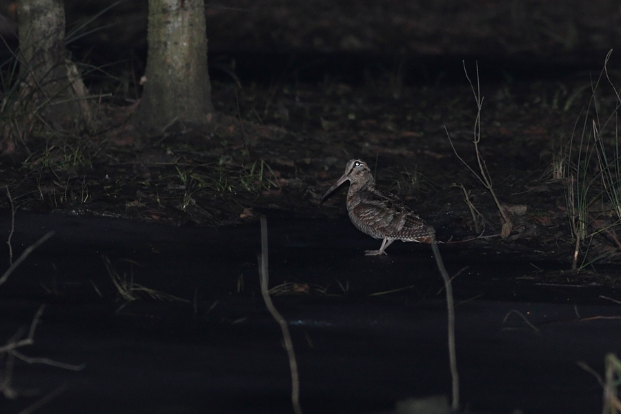 Eurasian Woodcock