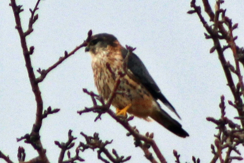 Boz Doğan
