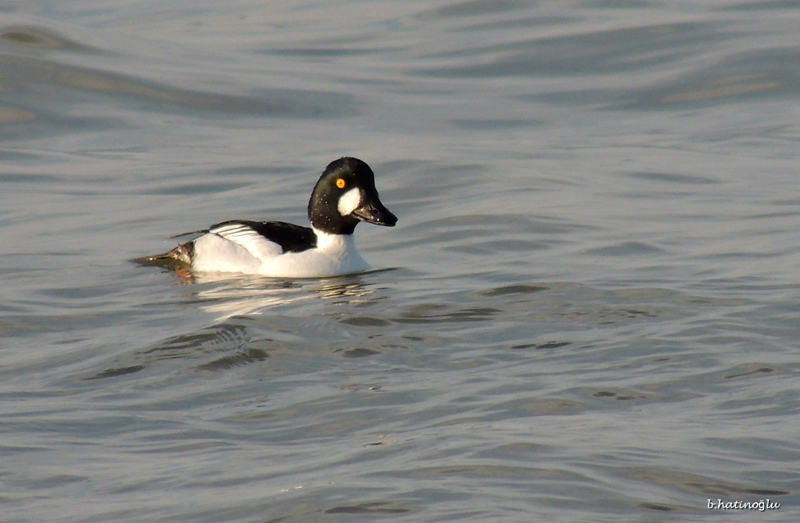Common Goldeneye