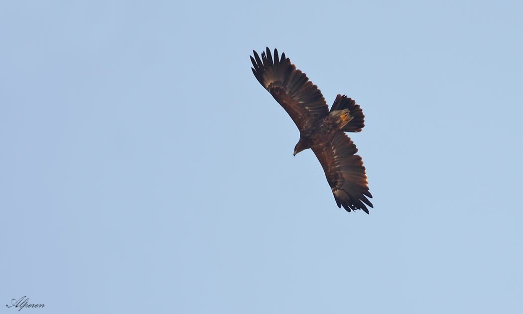 Greater Spotted Eagle
