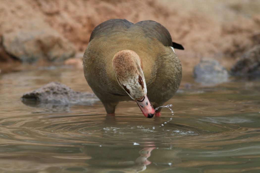 Egyptian Goose