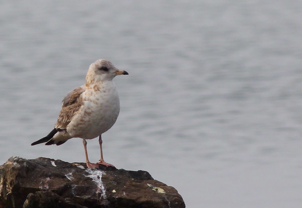 Common Gull